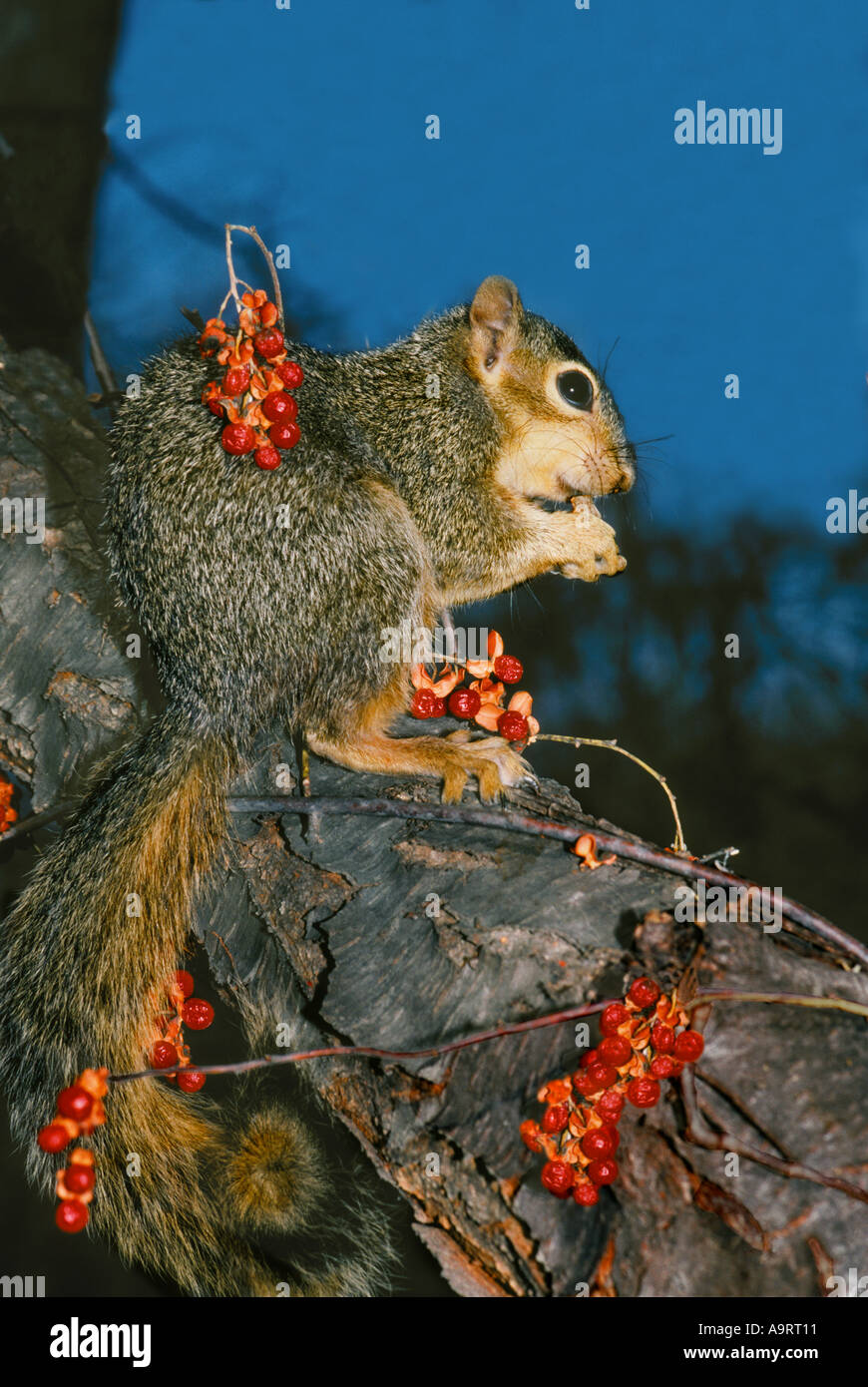 Fall feast: Eastern fox squirrel, (Sciurus niger) eating nut is surrounded by wild bittersweet berries (Celastrus scandens) Stock Photo