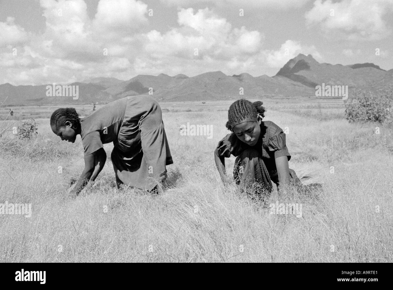 B/W of a mother and daughter with traditional woven hairstyles harveting teff, to make injera, the staple diet of Ethiopians. Tigray, Ethiopia Stock Photo