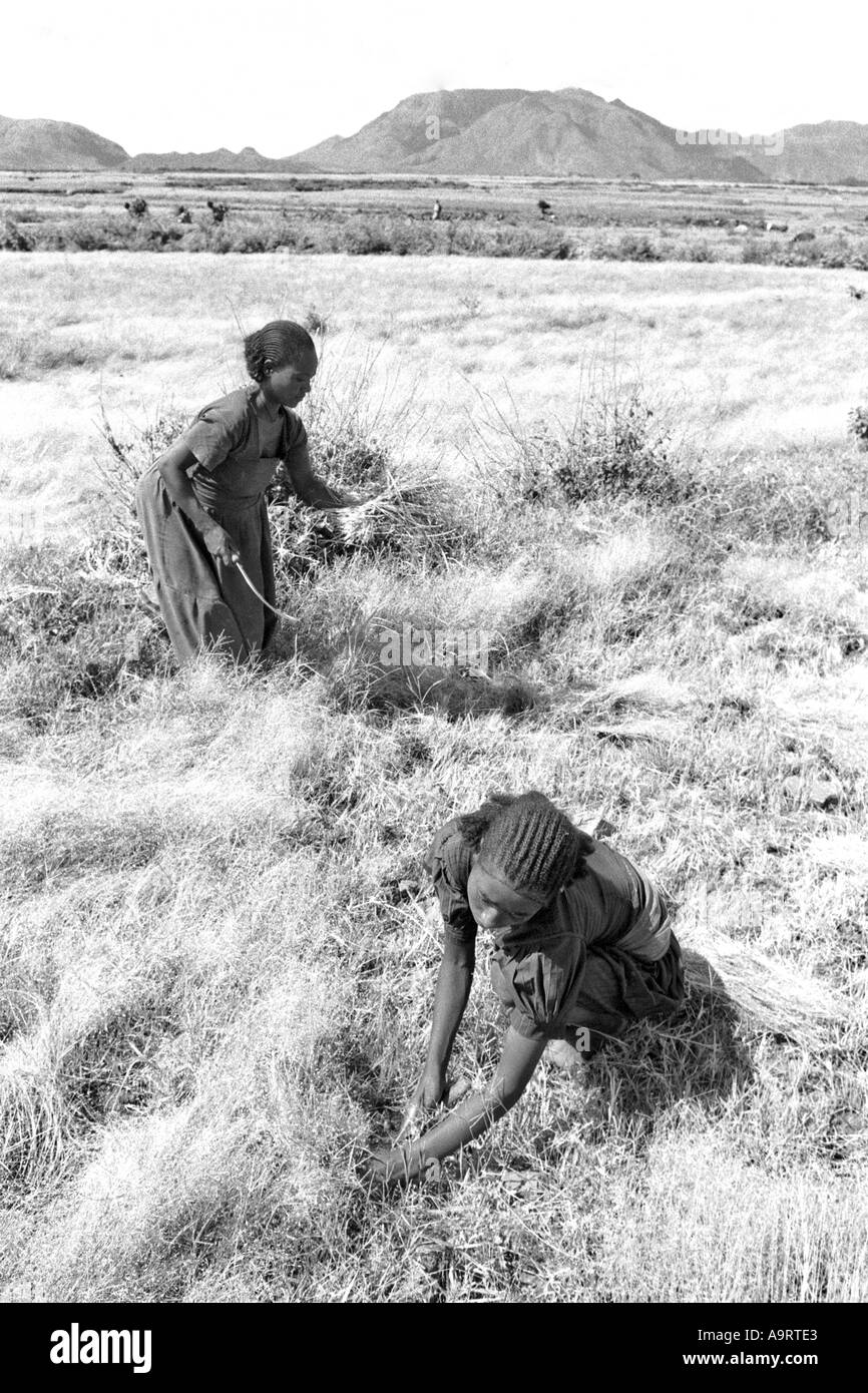 B/W of a mother and daughter harvesting teff to make traditional injera, the staple diet of Ethiopians. Tigray, Ethiopia Stock Photo