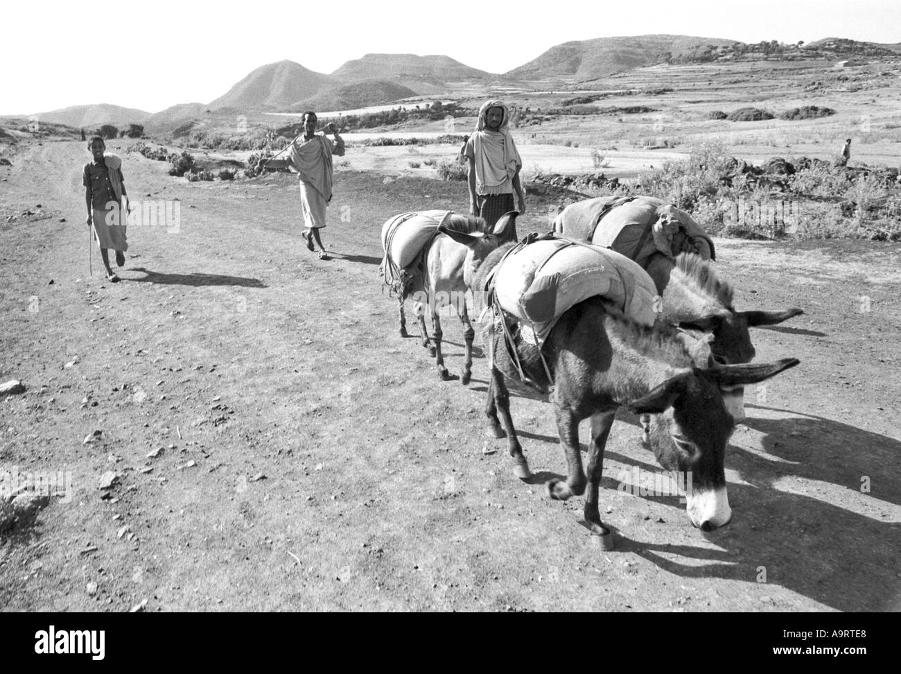 B/W of three villagers returning home from market with their food-laden donkeys. Tigray, Ethiopia, Africa Stock Photo