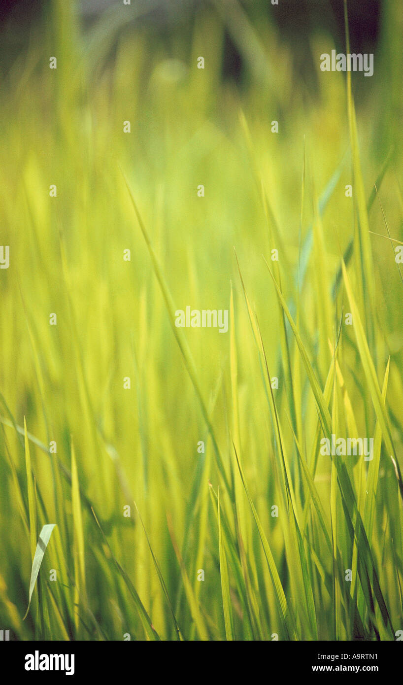 Bright green grass hi-res stock photography and images - Alamy