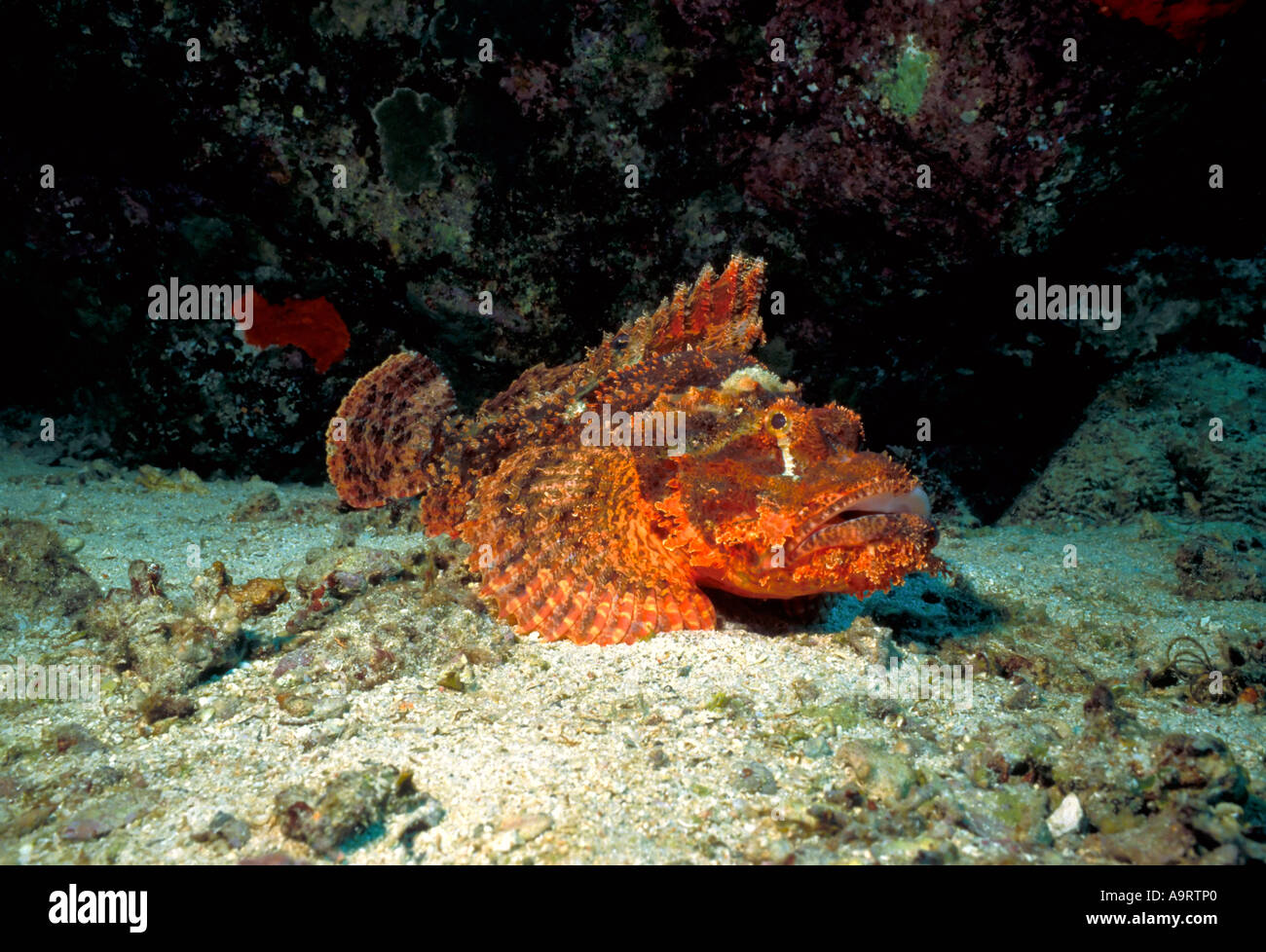 A tassled scorpionfish (scorpaenopsis oxycephala) on the seabed Stock ...