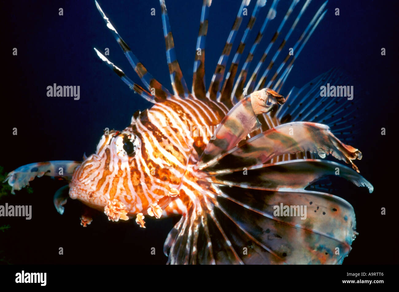 Close up of a Lionfish (Pterois volitans) against a dark background. Stock Photo