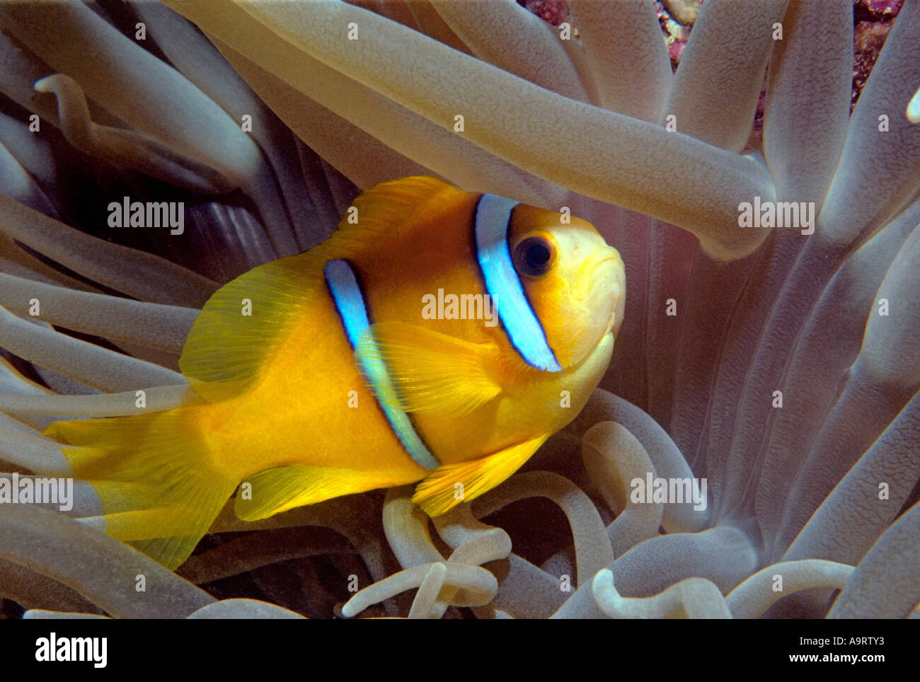 The Red Sea Clownfish (Amphiprion bicinctus) or Anemonefish aka Twoband Anemonefish nestled amongst an anemone. Stock Photo