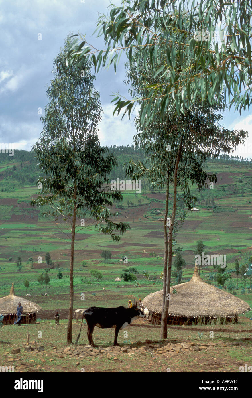 Traditional rural settlement with livestock, housing and people, near