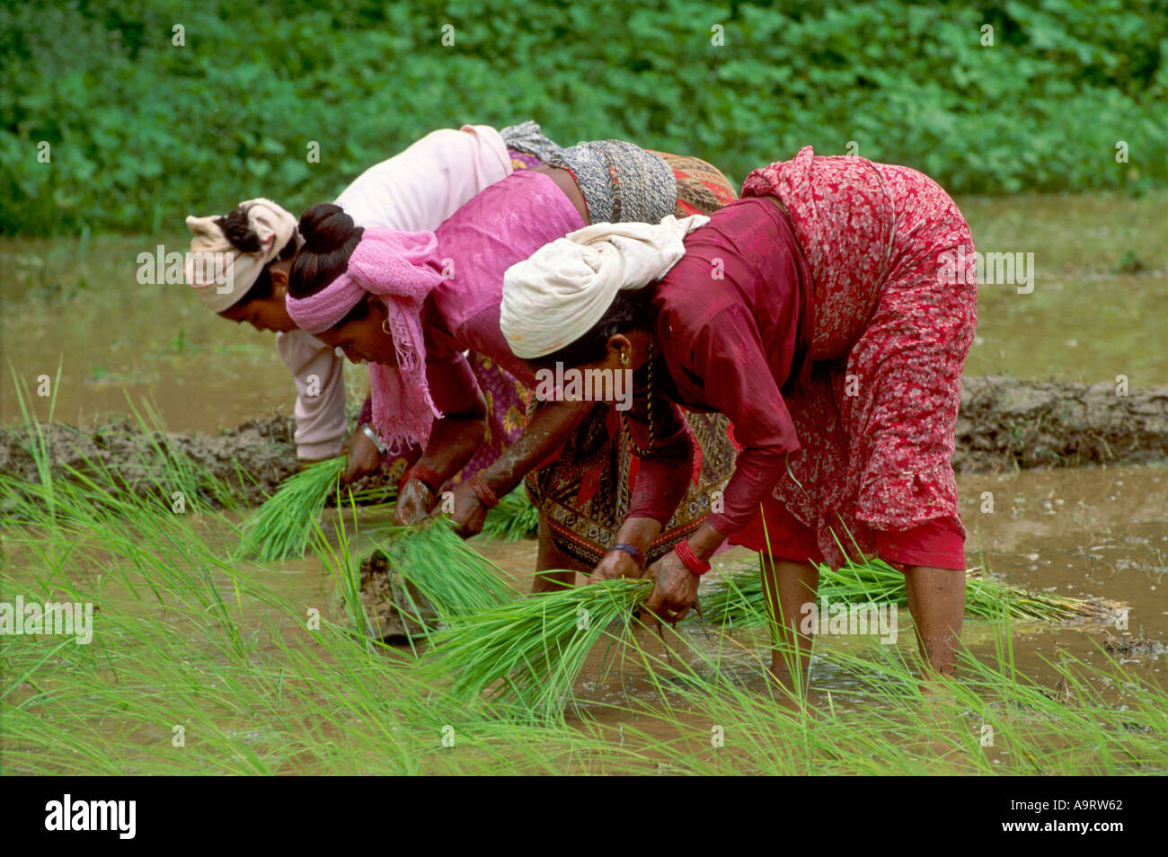 Female labourers transplanting rice seedlings in Nepal Stock Photo
