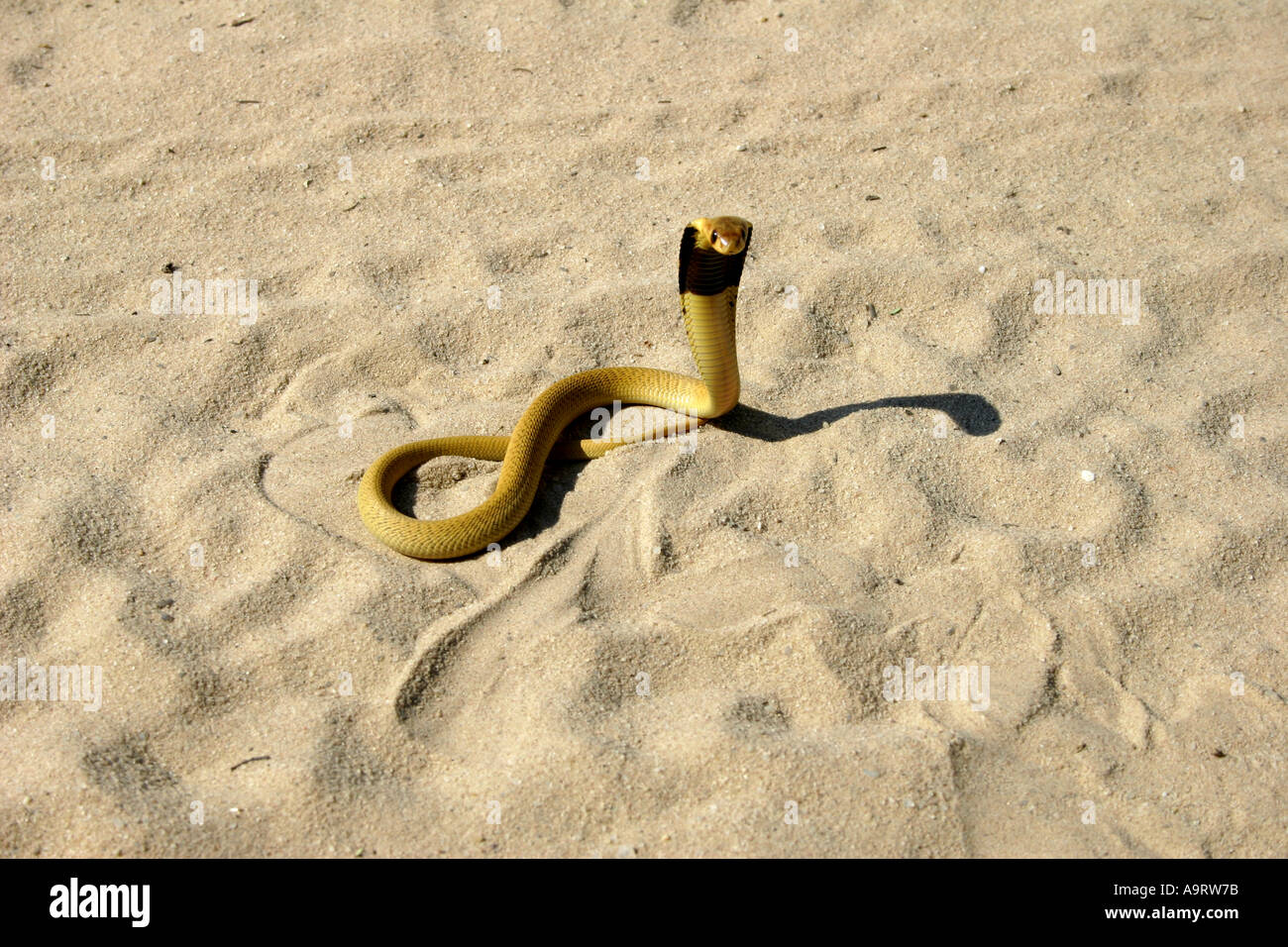 Cape Cobra in the Kalahari sandveld Stock Photo