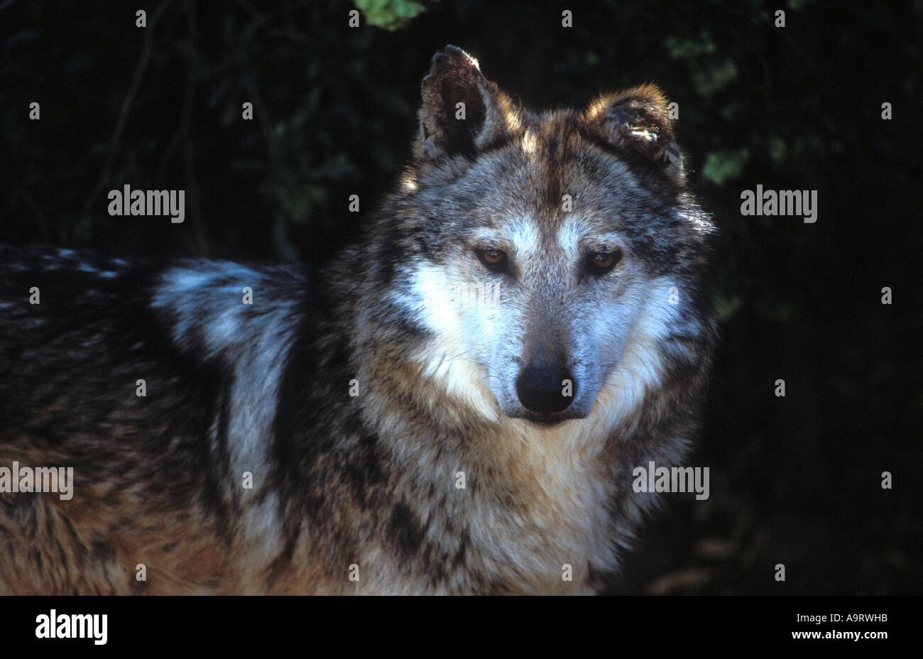 Mexican desert wildlife hi-res stock photography and images - Alamy