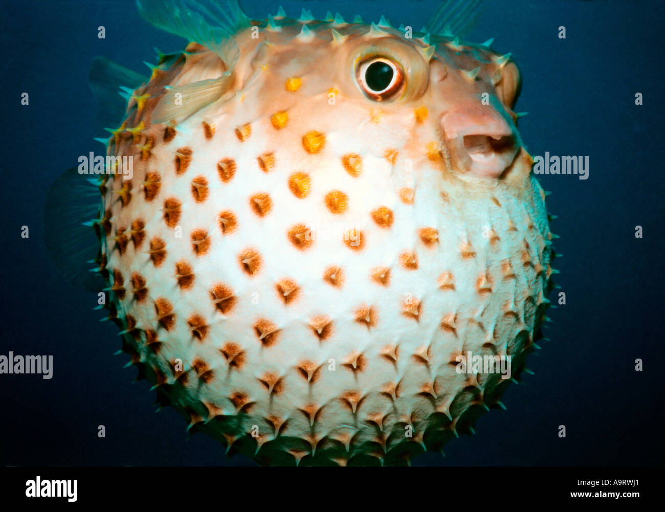 Page 3 - Blow Fish High Resolution Stock Photography and Images - Alamy