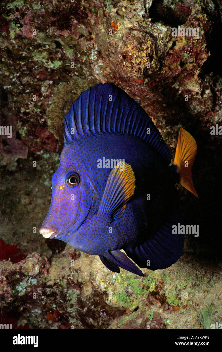 Close up of a colourful Yellowtail surgeonfish (zebrasoma xanthurum) alongside a coral reef. Stock Photo