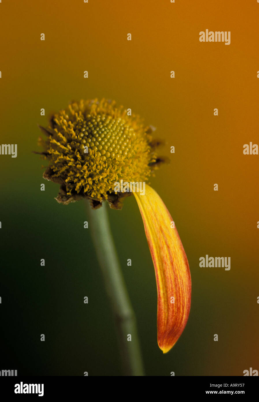 Flower Loves Me Love Me Not Stock Photo Alamy Flower Loves Me Love Me Not Stock Photo Alamy