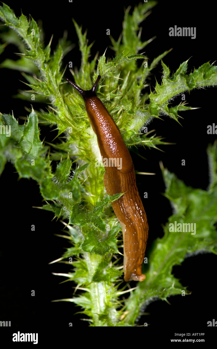 Are Slugs Attracted To Dog Poop
