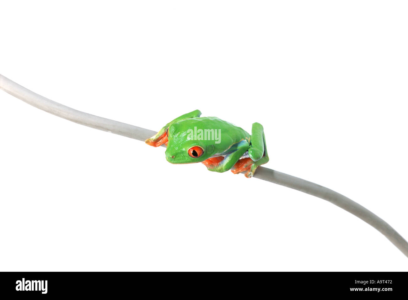 Flexible animals Cut Out Stock Images & Pictures Alamy