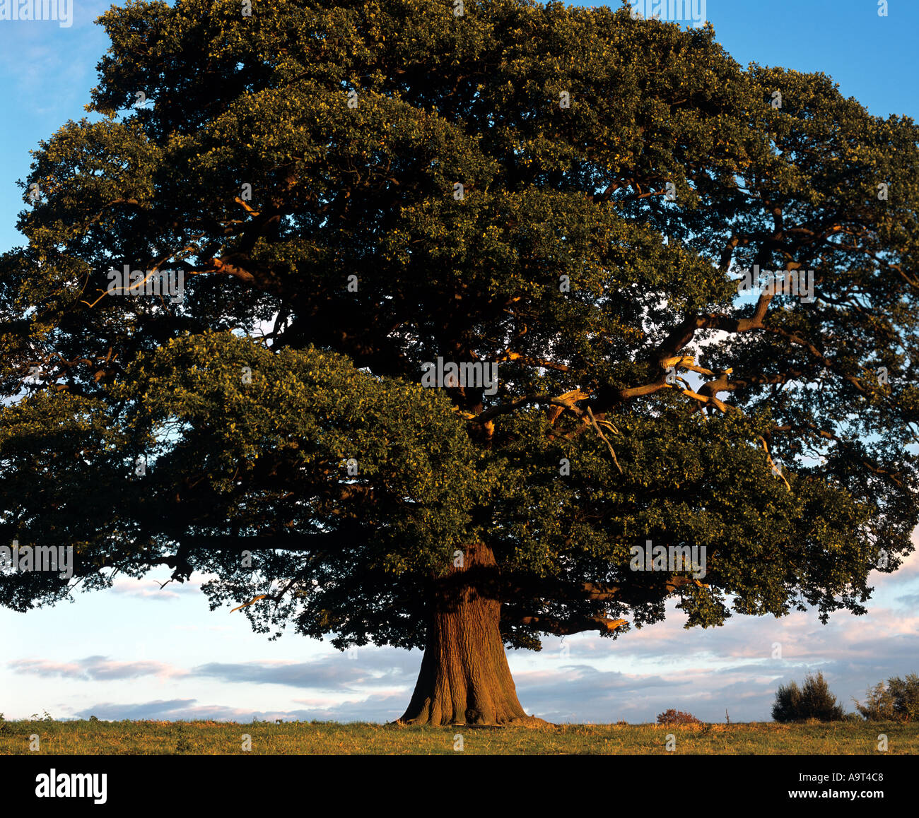Oak Tree Derbyshire Stock Photo - Alamy