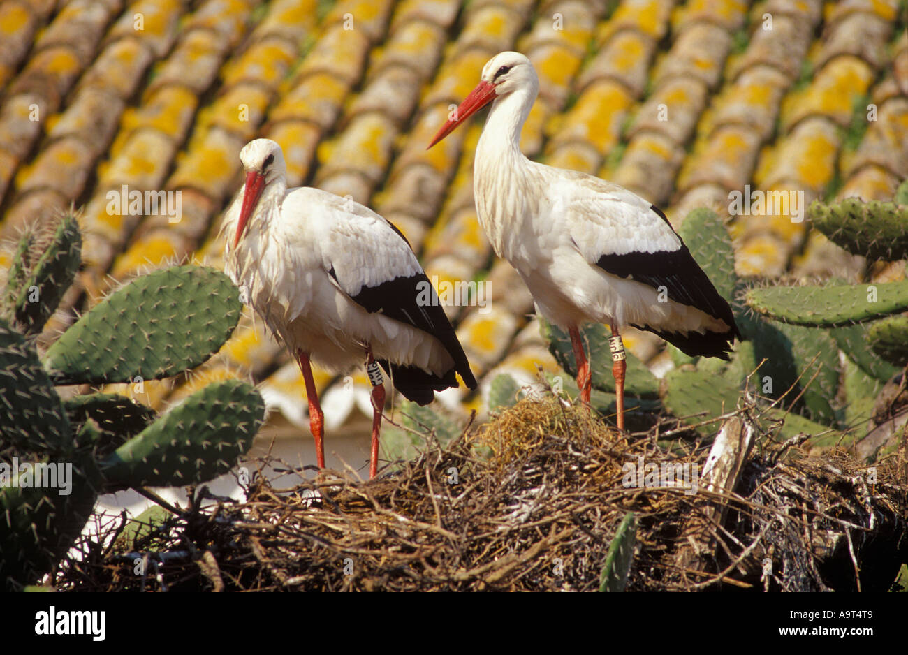 Prickly pear on the roof hi-res stock photography and images - Alamy