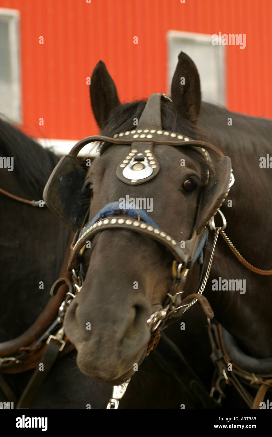 Vertical Draft horses at work; Gentle giant heavy draft horses Stock