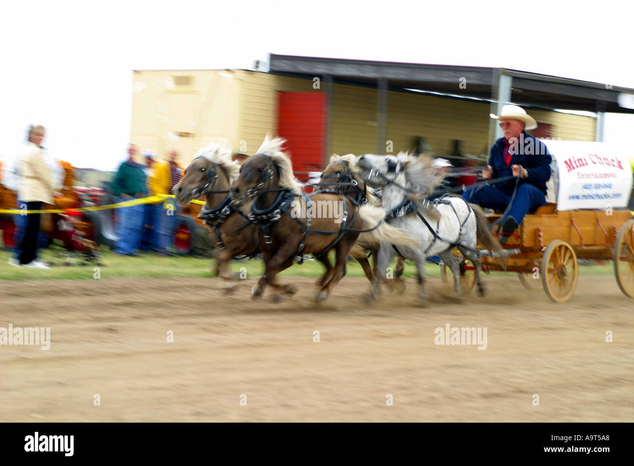 Miniature Horse Wagon Races