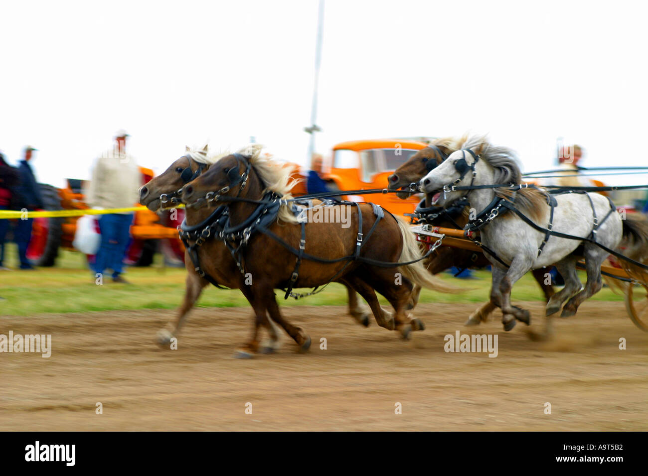 Horizontal Miniature horse chuck wagon race Stock Photo Alamy