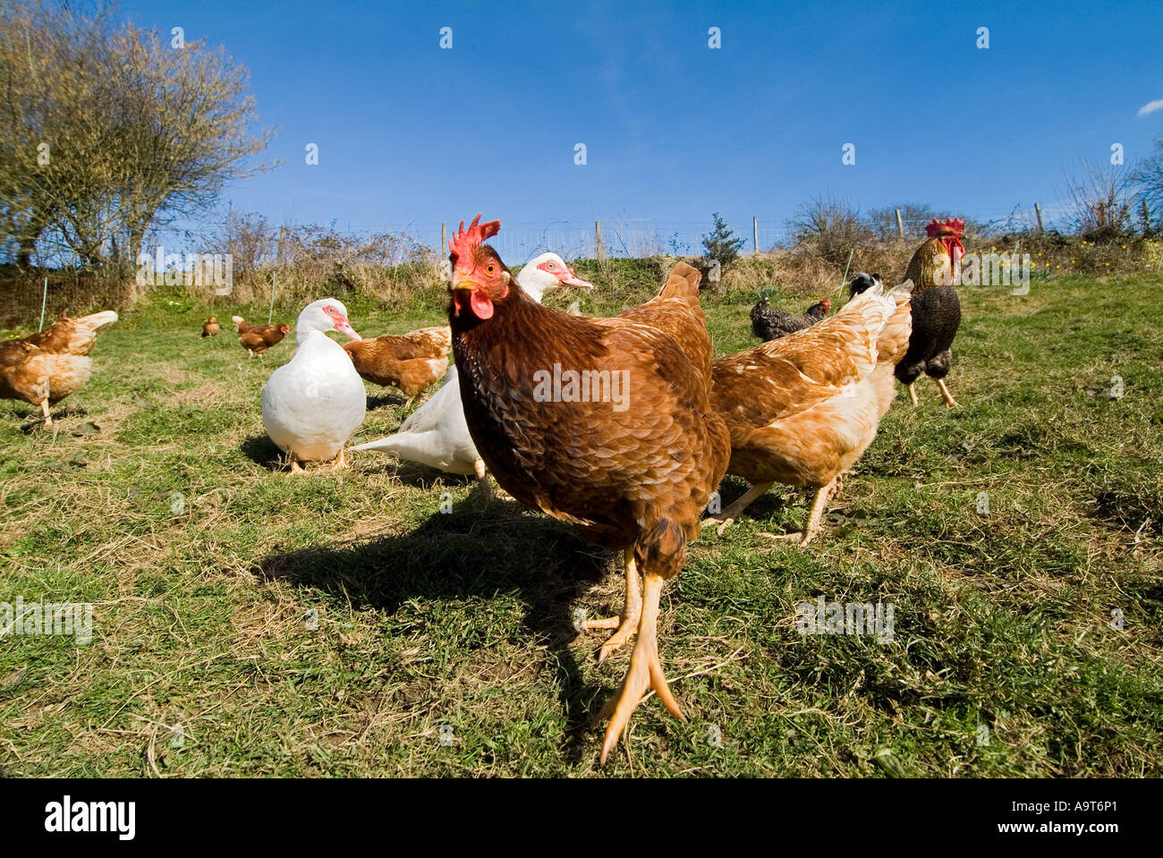 Free range Warren chickens on a South Devon farm. UK Stock Photo