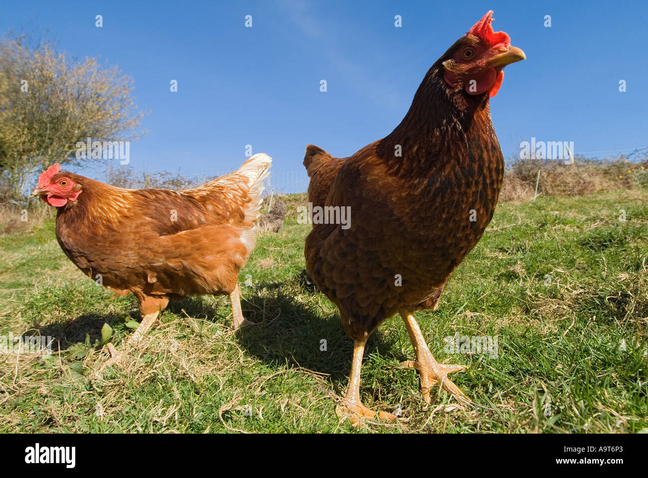 Free range Warren chickens on a South Devon farm. UK Stock Photo