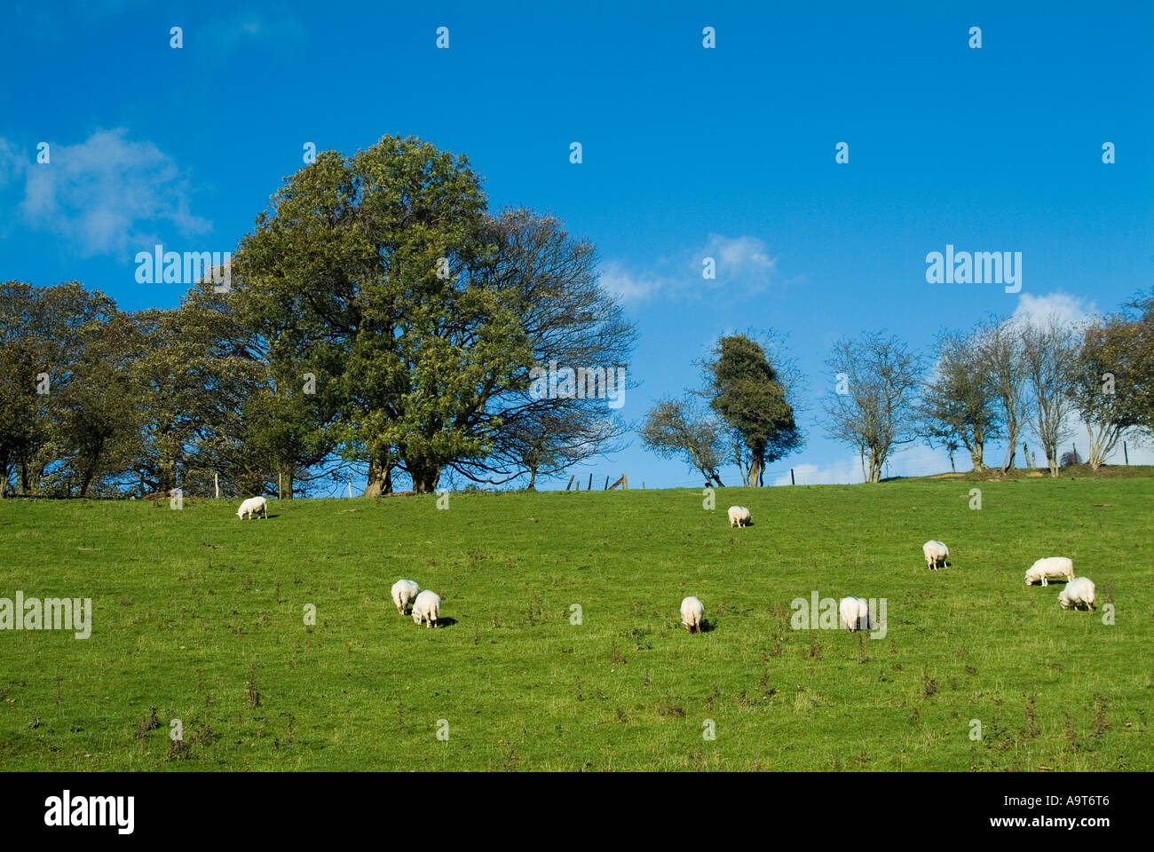 Lush green field with sheep grazing Stock Photo - Alamy