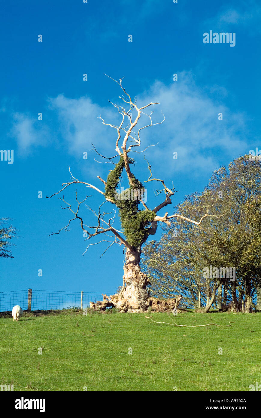 Dead tree in field Stock Photo Alamy