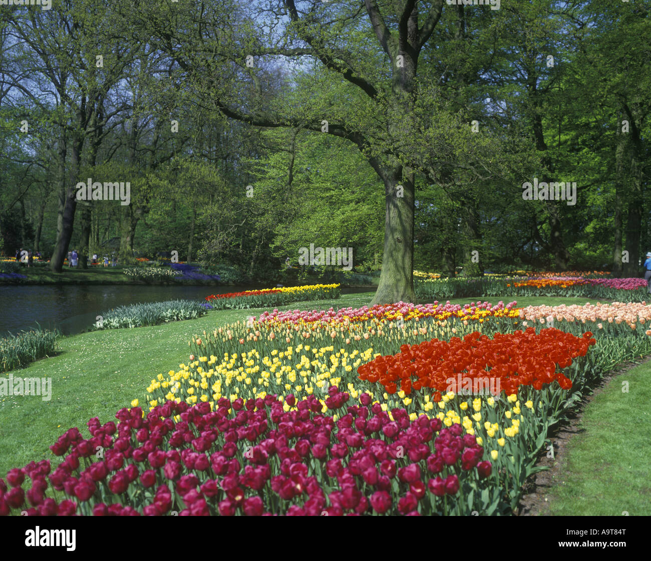 SPRING TULIPS FLOWERS KEUKENHOF GARDENS LISSE HOLLAND Stock Photo - Alamy