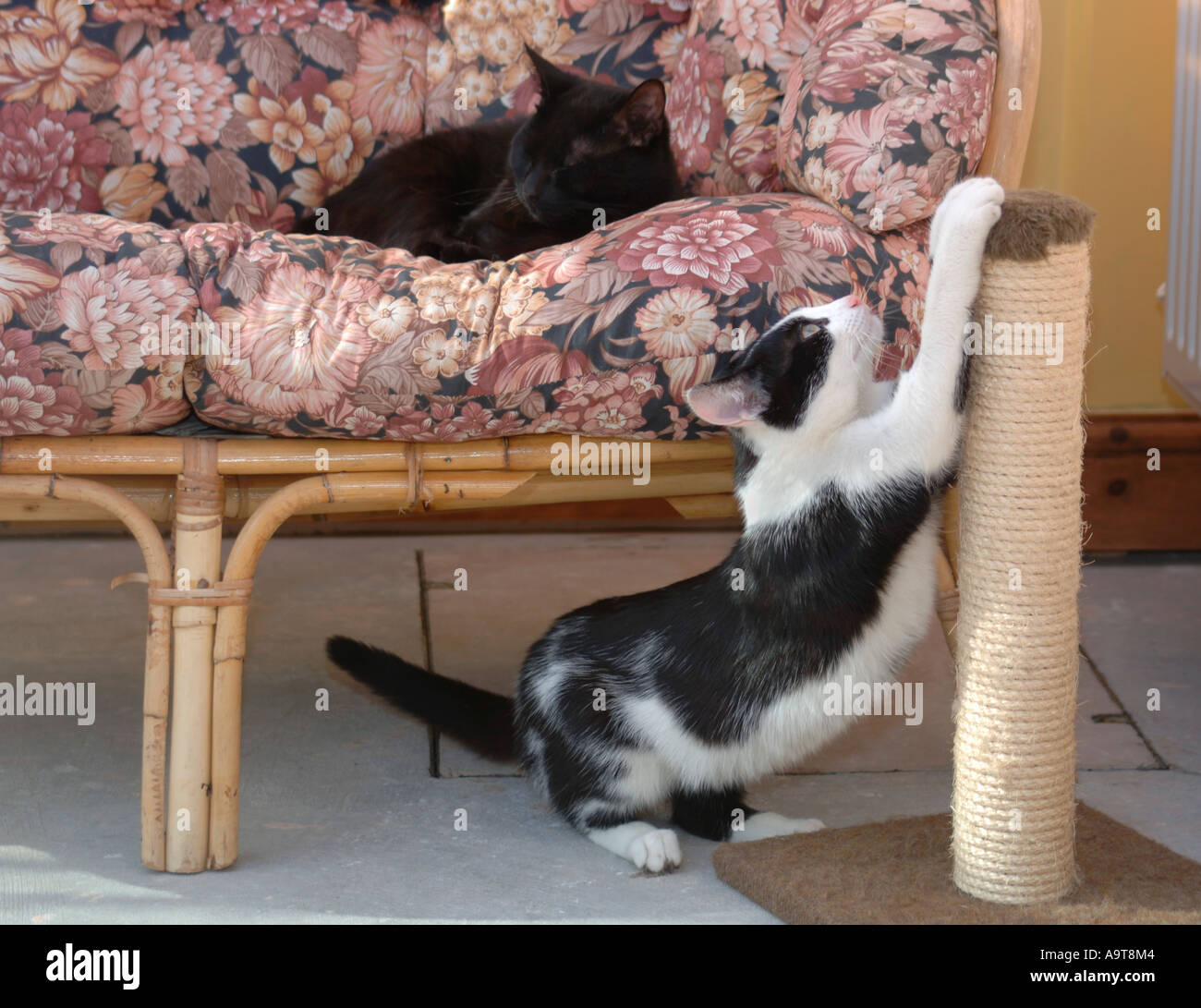 Cat Using A Scratch Post Stock Photo Alamy