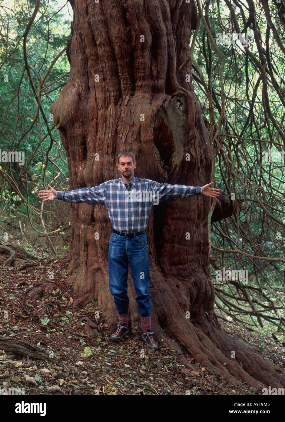 Man with outstretched arms standing before 2000 year old yew tree (Taxus baccata), Druid's Grove, Norbury Park, Surrey, England Stock Photo