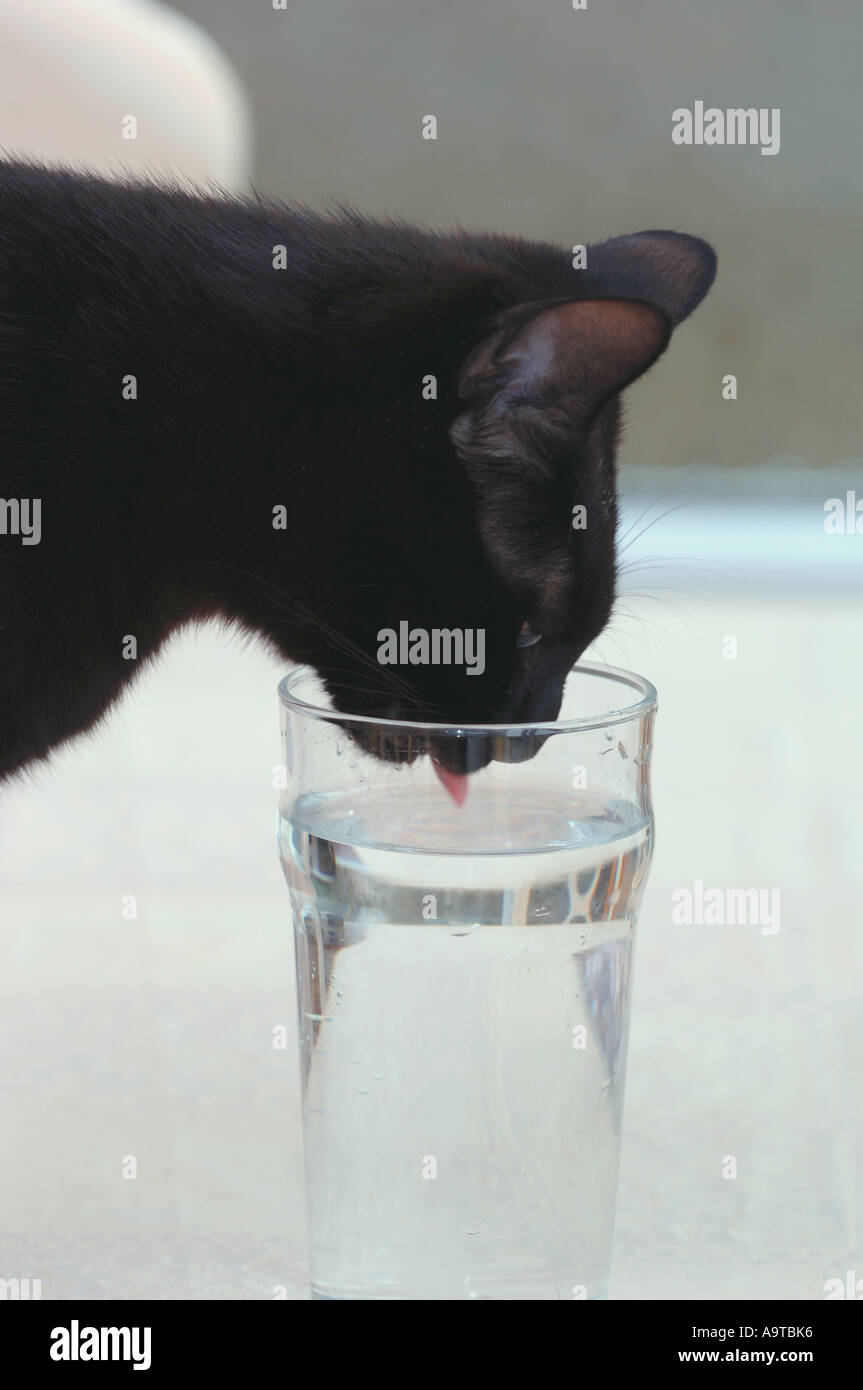 Cat Drinking Out Of A Pint Glass Stock Photo Alamy