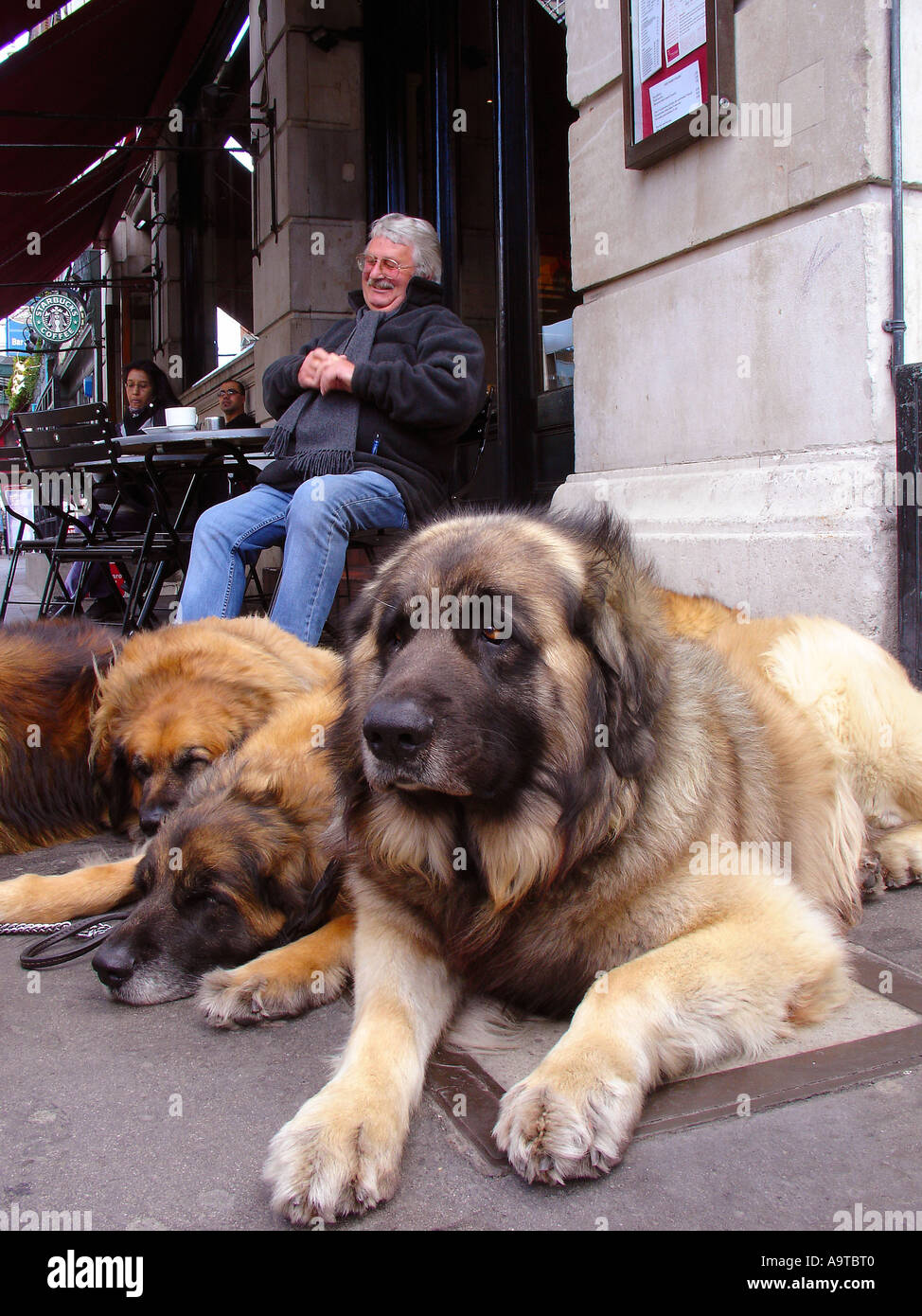 Anatolian Shepherd dogs, London England UK Stock Photo