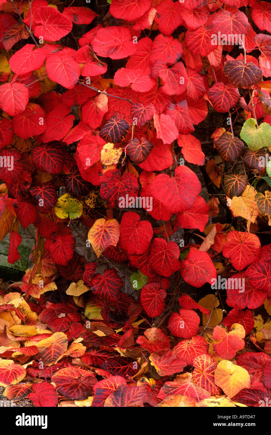 Vitis cognetiae Stock Photo