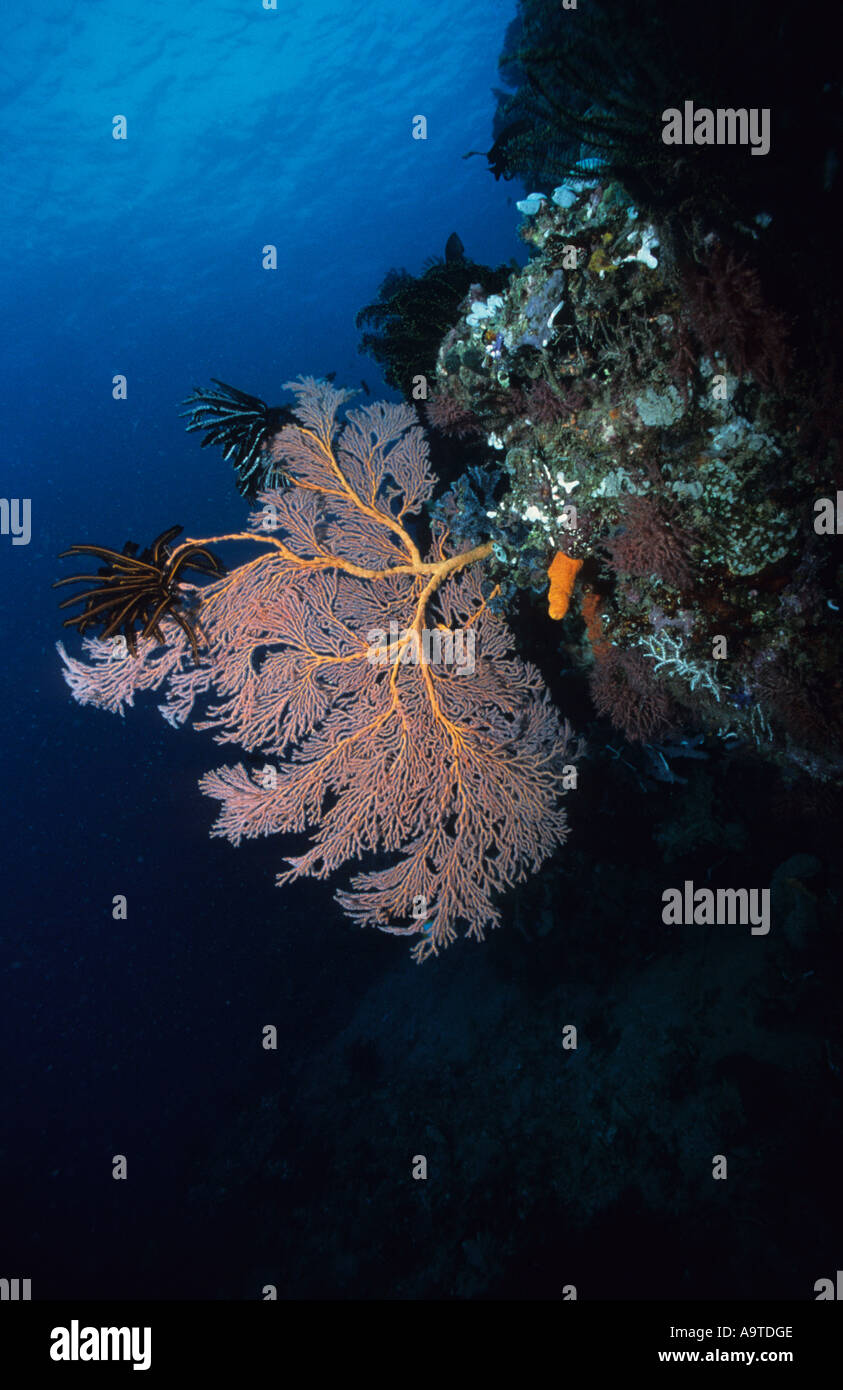 Gorgonian Sea Fan on wall Acabaria species with feather star feeding at right Tampuan Point General Santos Philippines Stock Photo