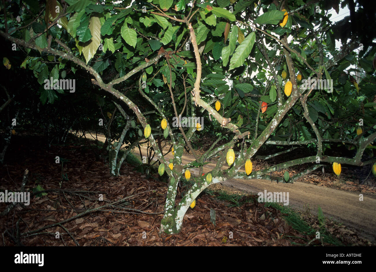 Cacao tree Theobroma cacao with pods The fruit of gods Chocolate is a cocoa paste made from cacao seeds Tawau Sabah Malaysia Stock Photo