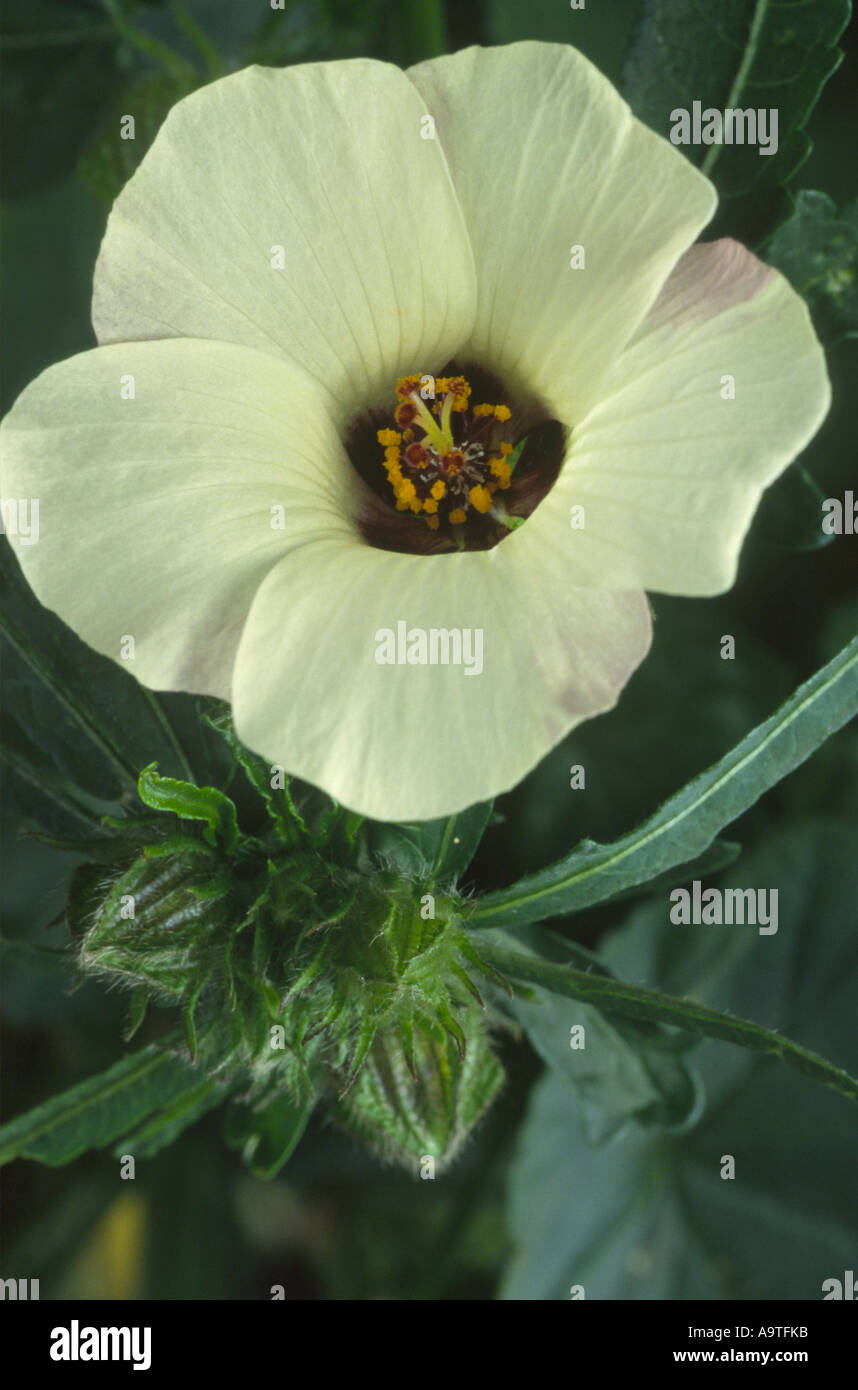 Hibiscus trionum. Flower-of-an-hour. Stock Photo