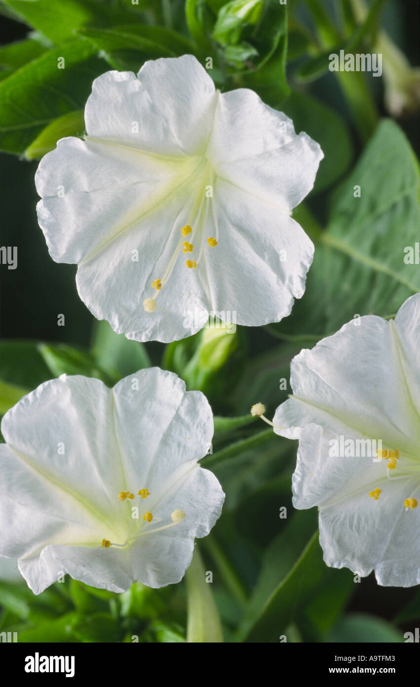 Mirabilis jalapa. Four o'clock flower, Marvel of Peru Stock Photo Alamy