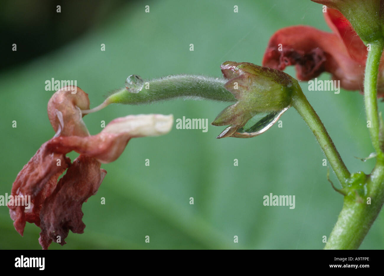 Phaseolus coccineus young plant hi-res stock photography and images - Alamy
