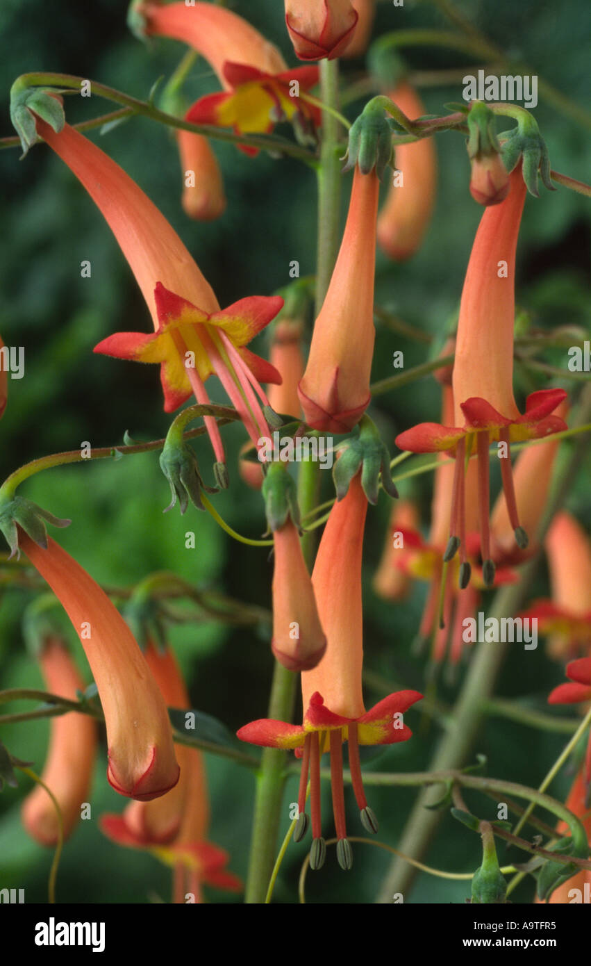 Phygelius x rectus 'Salmon Leap'. AGM Stock Photo Alamy