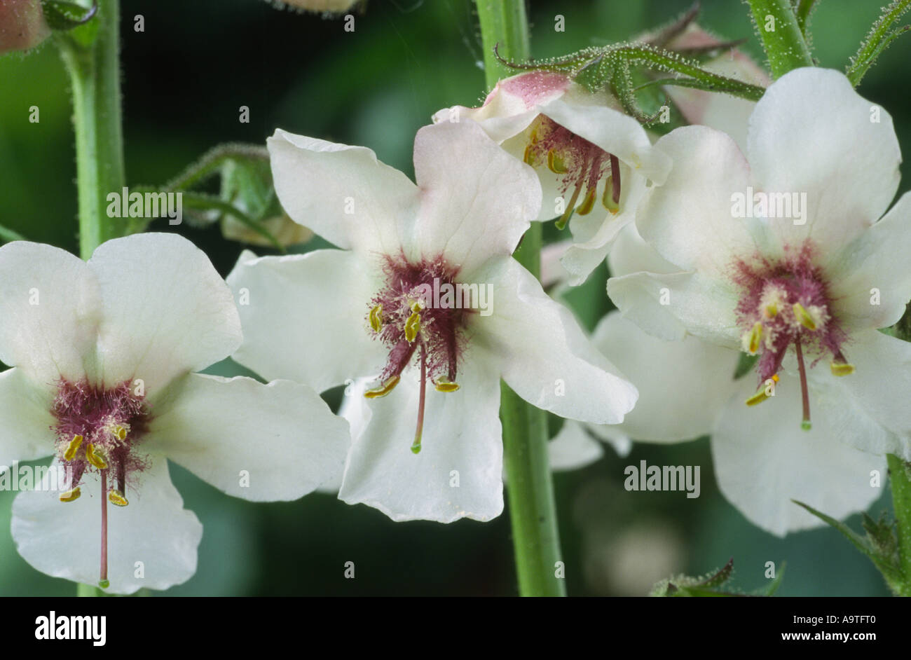 Verbascum blattaria. Moth mullein. Stock Photo