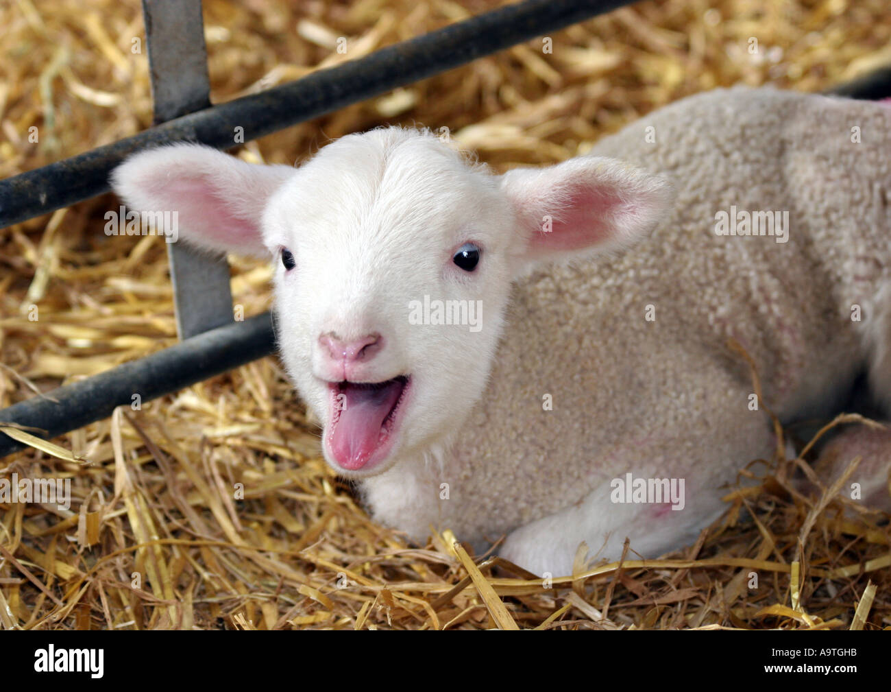Lamb Bleating Stock Photo Alamy Lamb Bleating Stock Photo Alamy
