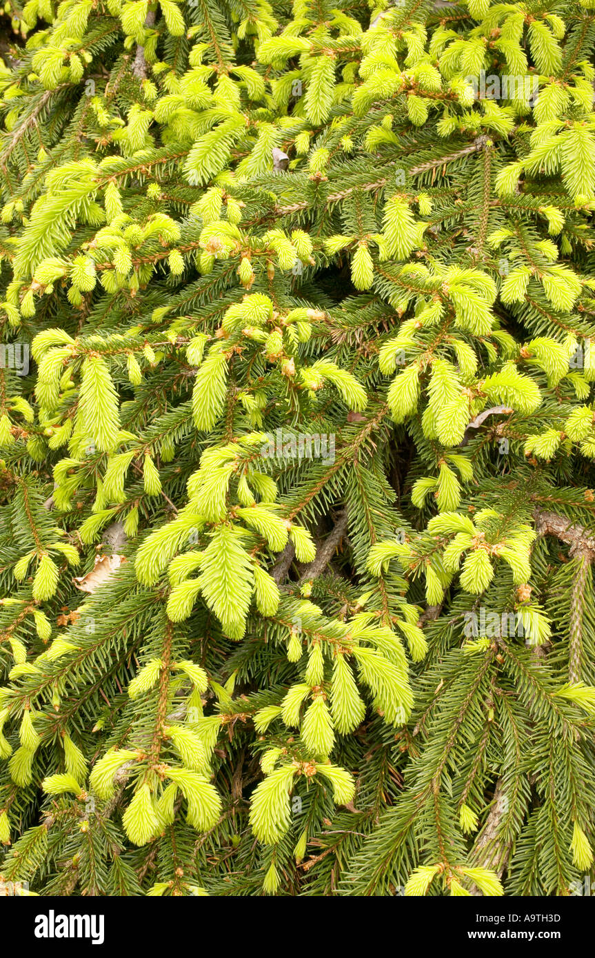 New growth on branches of Picea abies 'Reflexa' Stock Photo