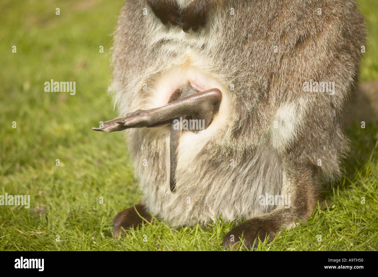 Young Joey diving headfirst into mothers pouch with its back legs sticking out. Bennett's Wallaby (Macropus rufogriseus) Stock Photo