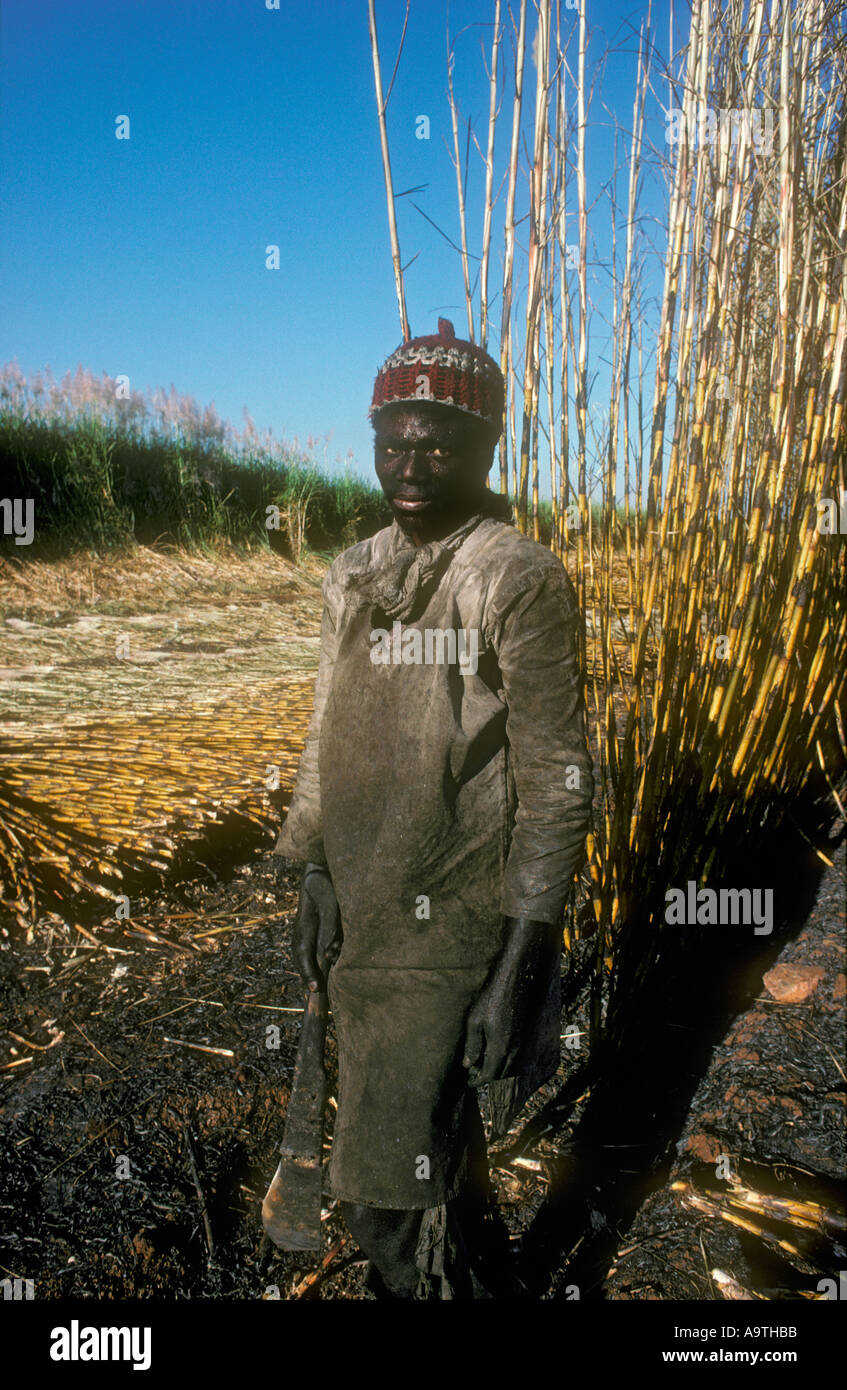 Sugar cane cutter Zimbabwe 1990 Stock Photo
