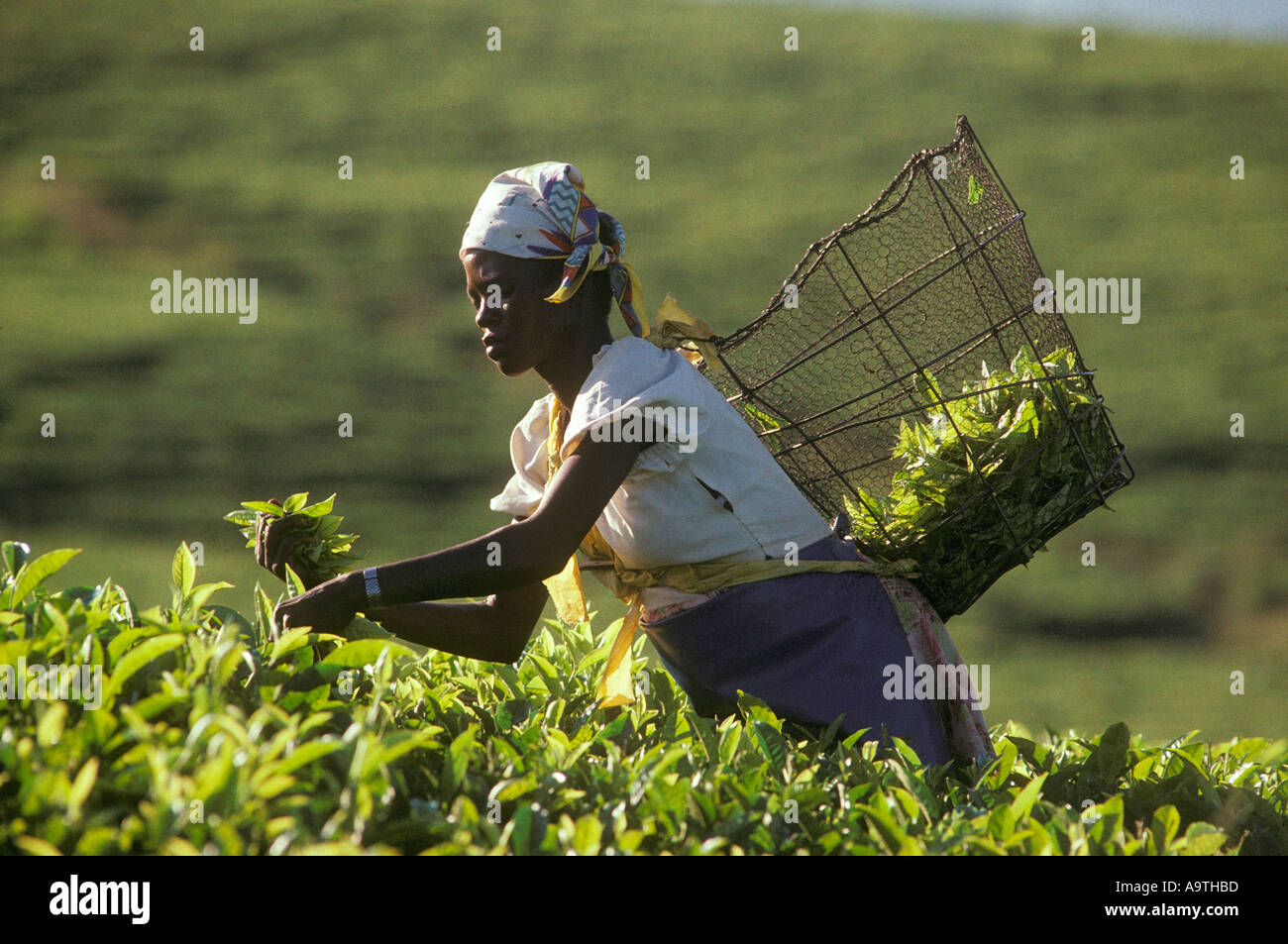 Tea plucker Katiyo Estate Honde Valley Zimbabwe 1990 Stock Photo