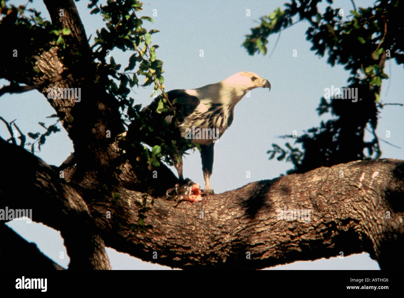 Fish Eagle with meal, Haliaeetus vocifer Stock Photo