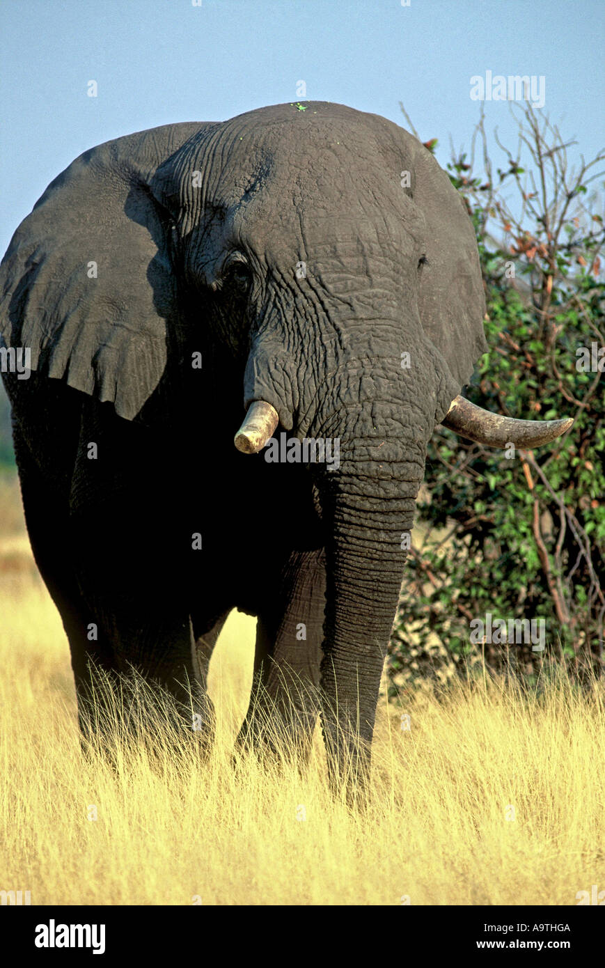 Moremi Bull elephant, Loxodonta africana Stock Photo