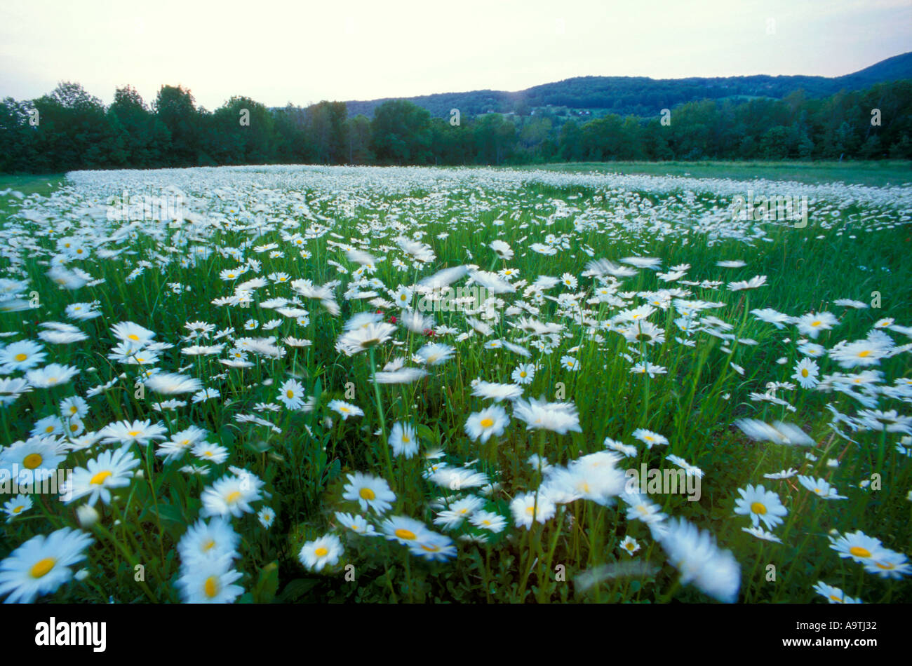 The wild and the innocent hi-res stock photography and images - Alamy