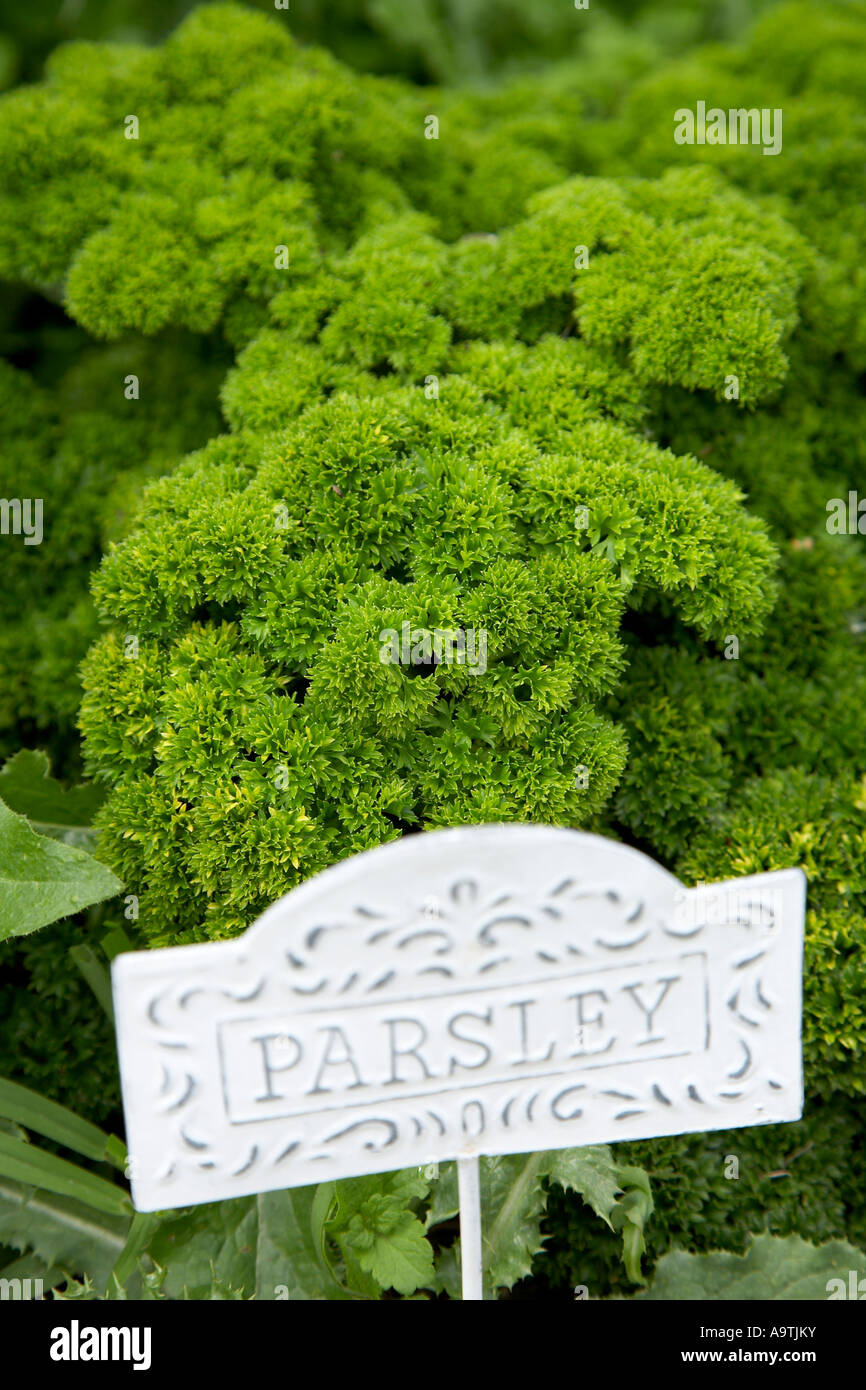herb parsley with metal painted plant label Stock Photo Alamy