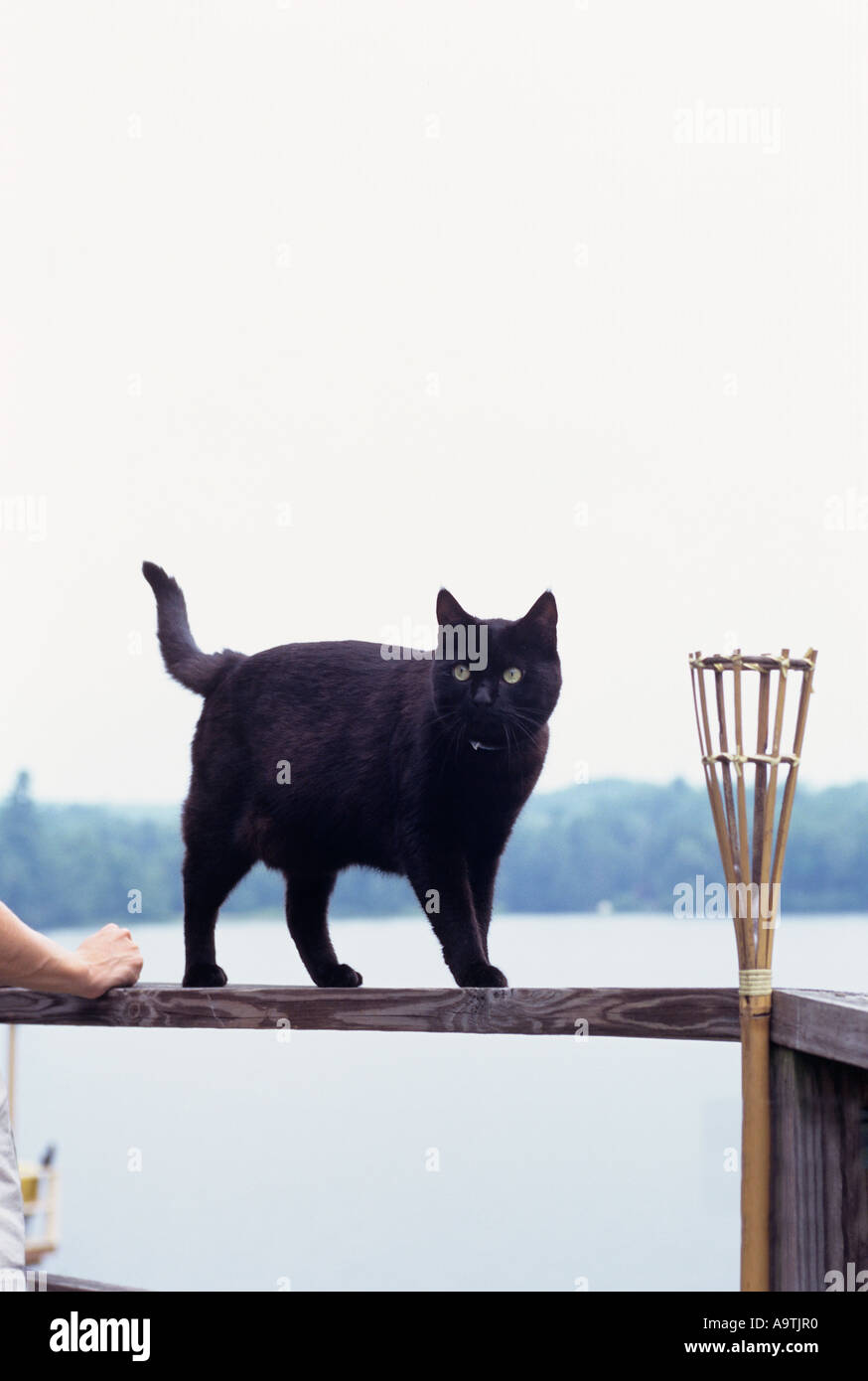 BLACK CAT ON PORCH RAILING Stock Photo Alamy