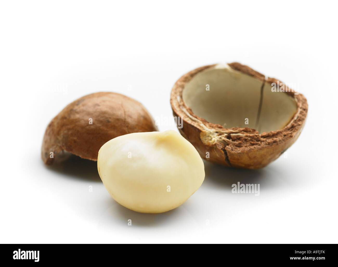 macadamia australian nut queensland nut Macadamia integrifolia shelled nut Stock Photo Alamy